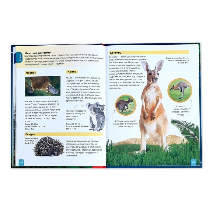 Детская энциклопедия в твёрдом переплёте «Животные», 48 стр. Детская энциклопедия в твёрдом переплёте «Животные», 48 стр.