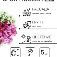 Семена цветов Алиссум &laquo;Ежевичные меренги&raquo;, 5 шт.