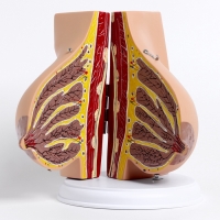 Макет "Женская грудь в разрезе" 18*13*13см Макет "Женская грудь в разрезе" 18*13*13см