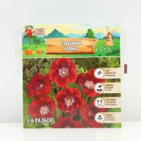 Глоксиния &laquo;Корина&raquo;, многолетник, комнатный, луковица в пакете с перфорацией, р-р 5/6, 2 шт.