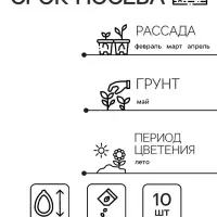 Семена цветов Колеус Визард Скарлет, 10шт