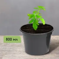 Горшок для рассады, 800 мл, d=13 см, h=10 см, пластик, МИКС