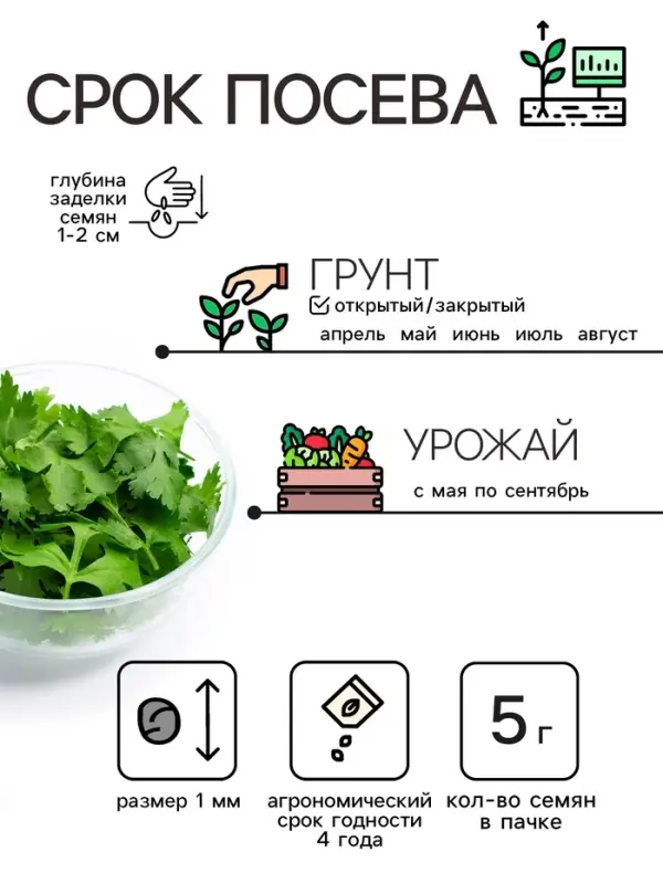 Семена Кориандр "Янтарь", 5 г