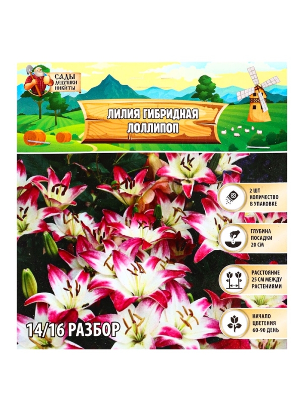 Лилия гибридная &laquo;ЛоллиПоп&raquo;, луковица в пакете с перфорацией, р-р 14/16, 2 шт.