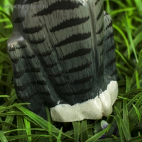 Сувенир дерево "Котёнок" серый 6х3х18 см