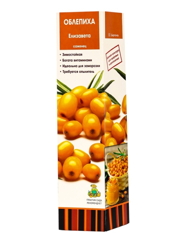 Саженец Облепиха &laquo;Елизавета &raquo;, плодовый, 1 шт., туба