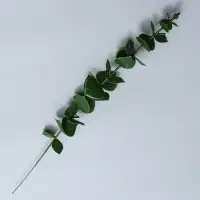 Декоративная ветка &laquo;Эвкалипт&raquo;, 39 &times; 4,5 &times; 4,5 см
