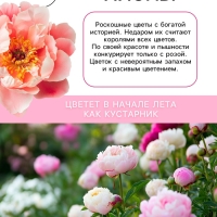 Пион Alexander Fleming, корневище в пакете с торфогрунтом, р-р 3/5, 1 шт.