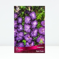 Гладиолус крупноцветковый &laquo;Кум Сьюс&raquo;,луковица цветов в пакете с перфорацией, р-р 10/12, 10 шт.