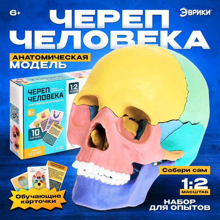 Набор для опытов &laquo;Череп человека&raquo;, анатомическая модель