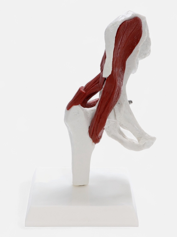 Макет "Тазовая кость с мышечной тканью" 23*13см