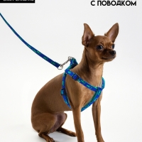 Комплект  "Большая лапа", ширина 1 см, поводок  120 см, шлейка 25-36 см, сине-зелёный