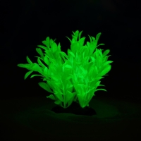 Растение искусственное аквариумное, светящееся, 10 см, зелёное Растение искусственное аквариумное, светящееся, 10 см, зелёное