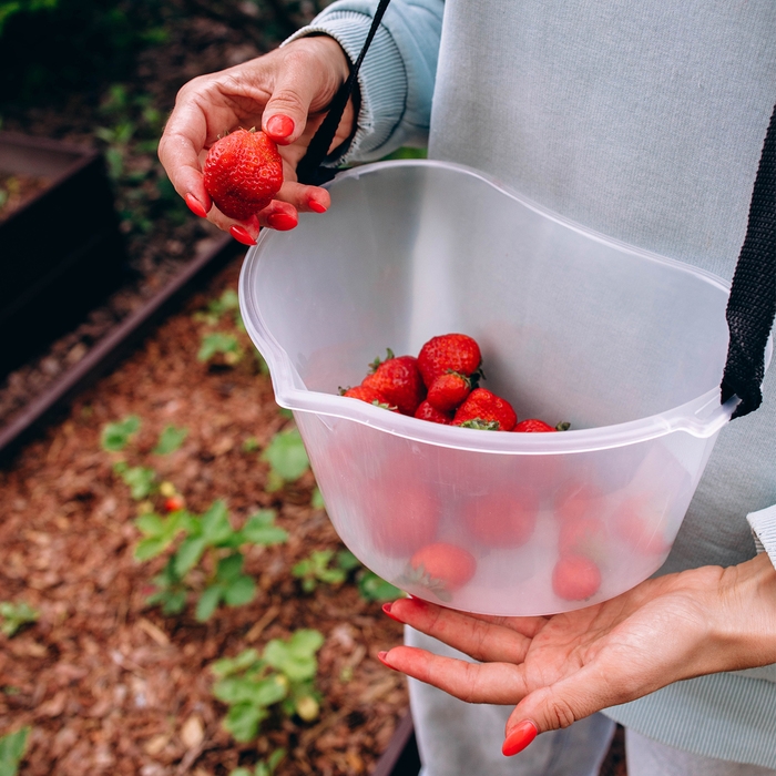 Ёмкость для сбора ягод, 3 л, прозрачная