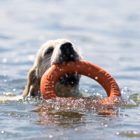 Кольцо "ДогЛайк" D-2611, 8-мигранное, большое, ⌀ 30,5 см Кольцо "ДогЛайк" D-2611, 8-мигранное, большое, ⌀ 30,5 см