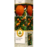 Цитрус "Лиметта Россо", туба, 1 шт, Весна 2025