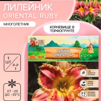 Лилейник Oriental Ruby, многолетник, корневище в пакете с торфогрунтом, р-р I, 1 шт.