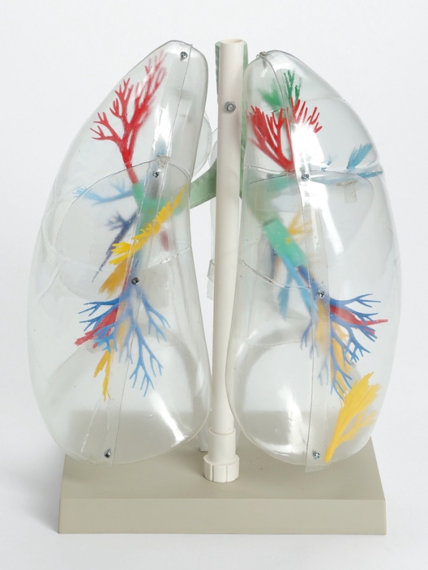 Макет "Лёгкие"