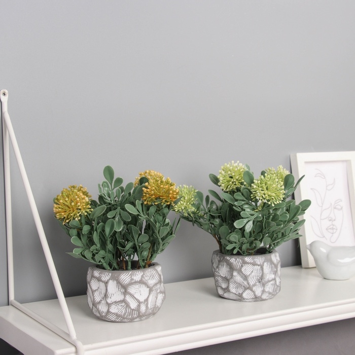 Бонсай в горшке "Ваточник галант" 16х8 см, микс