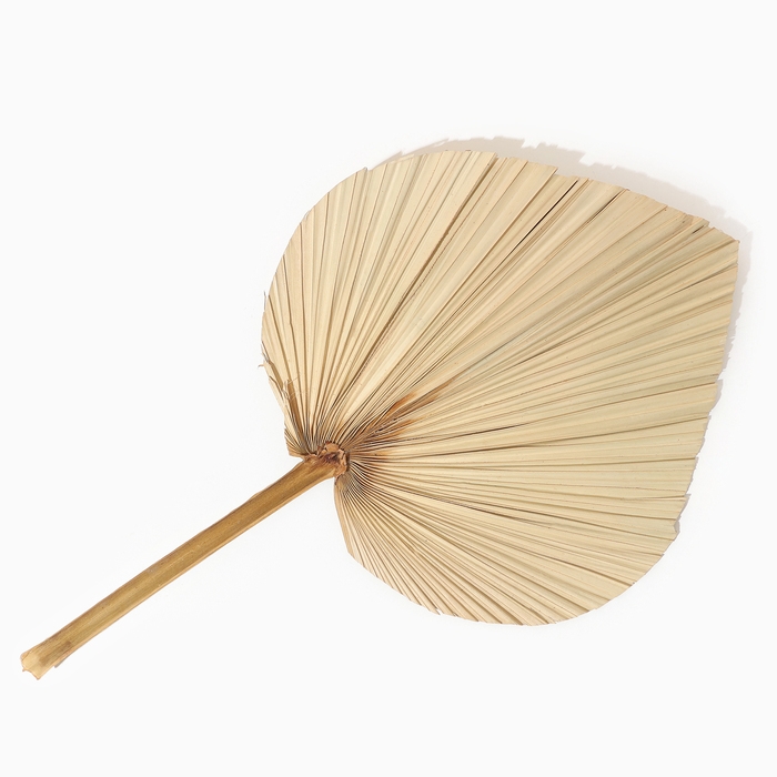 Сухие цветы «Лист пальмовый», 50 × 25 × 2 см Сухие цветы «Лист пальмовый», 50 × 25 × 2 см