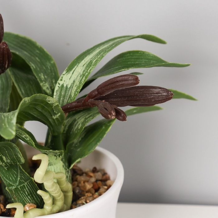 Бонсай в горшке "Ирис мини галант" 19х11 см, микс