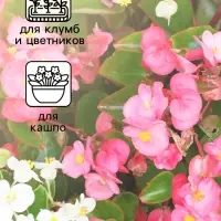Семена  цветов Бегония вечноцветущая "Сенатор F1", смесь, О, 10 шт