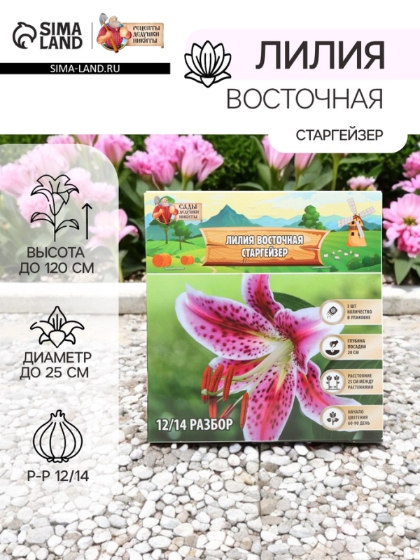 Лилия Восточная &laquo;Старгейзер&raquo;, луковица в пакете с перфорацией, р-р 12/14, 3 шт.