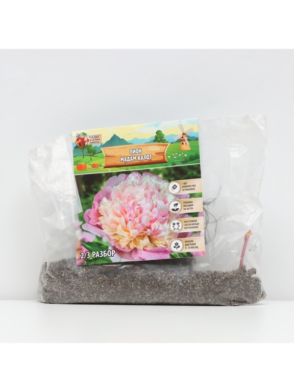 Пион Madame Calot, корневище в пакете с торфогрунтом, р-р 2/3, 1 шт.