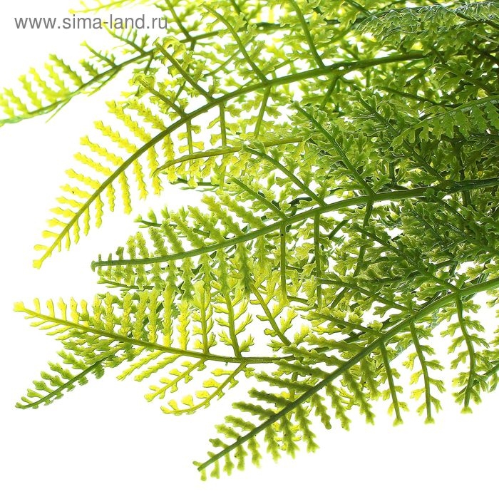 Букет Букет "Папоротник" 40 см