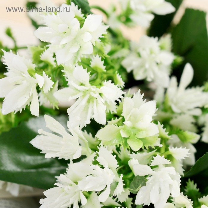 Букет Букет "Декабрист" 26 см