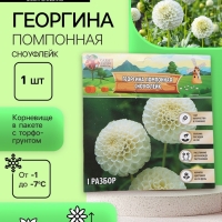 Георгина Помпонная &laquo;Сноуфлейк&raquo;, клубелуковица в упаковке, р-р см, I, 1 шт.