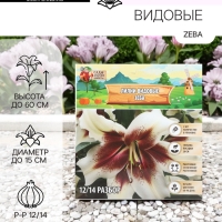 Лилии видовые Zeba, луковица в пакете с перфорацией, р-р 12/14, 2 шт.