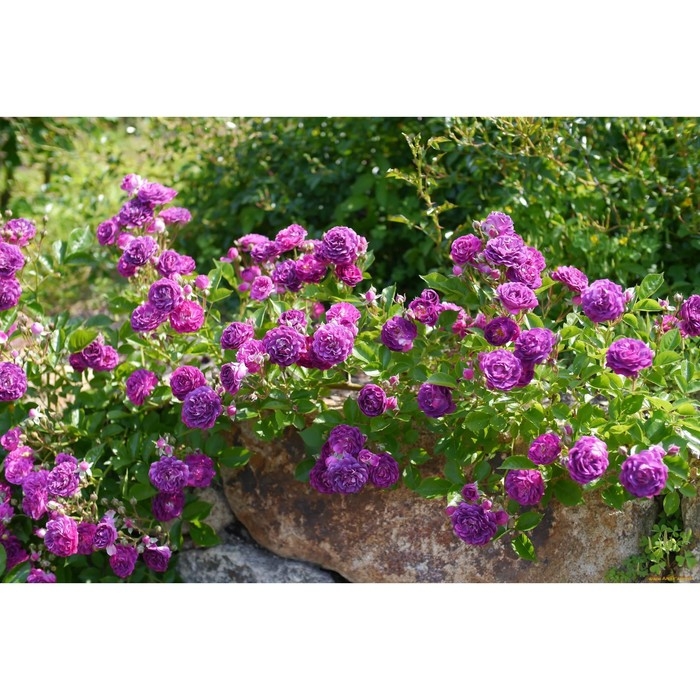 Саженец Розы Саженец Розы "Сиреневый Дождь", Горшок С4 Лето 2024