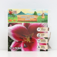 Лилия О.Т. Гибрид Friso, луковица в пакете с перфорацией, р-р 12/14, 2 шт.