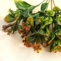 Букет "Эхеверия галант" 26 см, микс