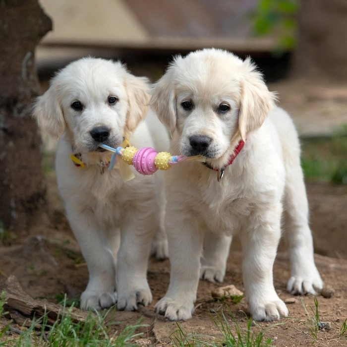 Игрушка жевательная Пижон Premium на верёвке, 3 элемента, термопластичная резина, микс