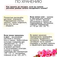 Гладиолус Низкорослый &laquo;Галактика&raquo;, луковица цветов в пакете с перфорацией, р-р 10+, 7 шт.