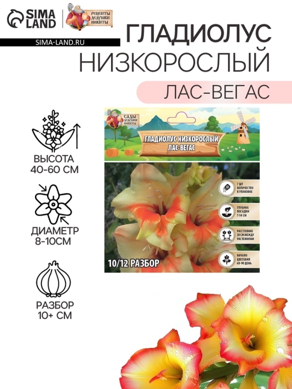 Гладиолус Низкорослый "Лас-Вегас", луковица цветов в пакете с перфорацией, р-р 10+, 7 шт.