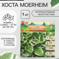 Хоста Moerheim, корневище в пакете с торфогрунтом, р-р I, размер L,1 шт.