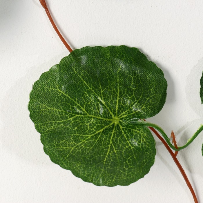 Лиана Лиана "Круглый лист волнистый" 230 см