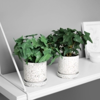 Бонсай в горшке "Плющ комнатный ультра" (мягкий лист) 15х7 см, микс Бонсай в горшке "Плющ комнатный ультра" (мягкий лист) 15х7 см, микс