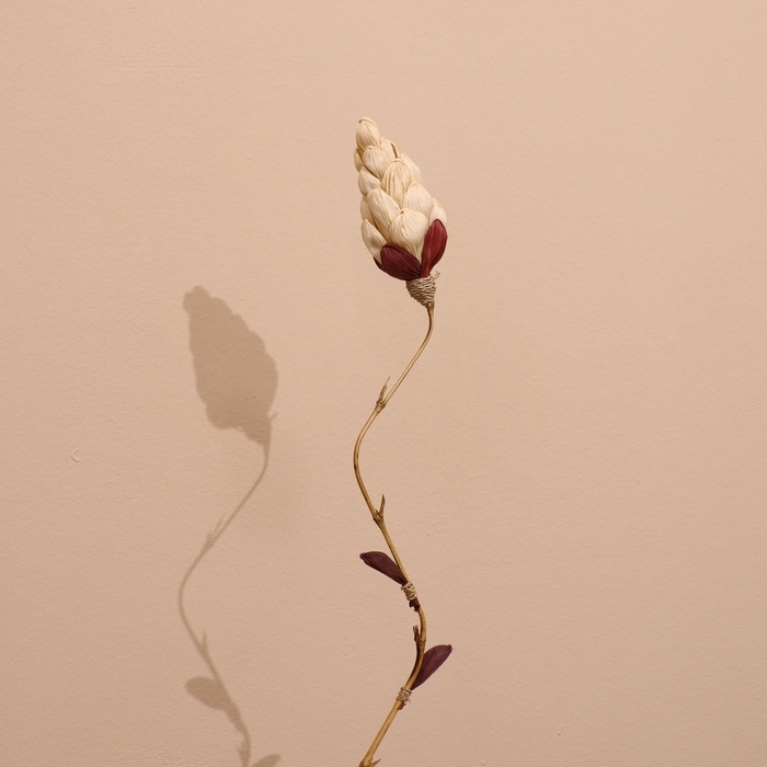 Сухоцвет на бамбуковом стебле 150 см белый Сухоцвет на бамбуковом стебле 150 см белый