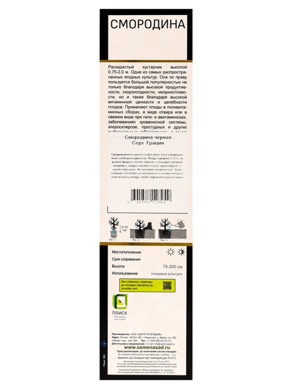 Смородина черная перспективные сорта Грация