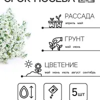 Семена цветов Алиссум "Снежные узоры", 5 шт.