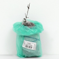 Клематис крупноцветковый "Ниобе ", 1 шт, туба, Весна 2025