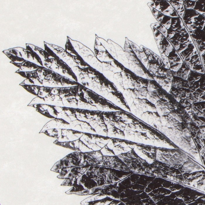 Коврик для ванной Этель Natural print 57х57&plusmn;2см см, 100% п/э, велюр