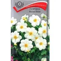 Семена цветов Георгина Мигнон белая, 0,2гр