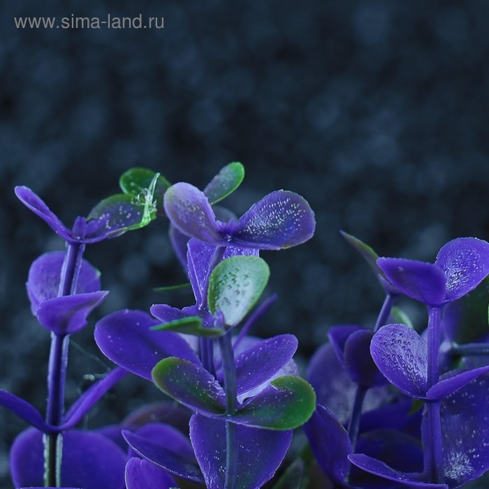 Растение искусственное аквариумное кустовое, 10 см, фиолетовое Растение искусственное аквариумное кустовое, 10 см, фиолетовое