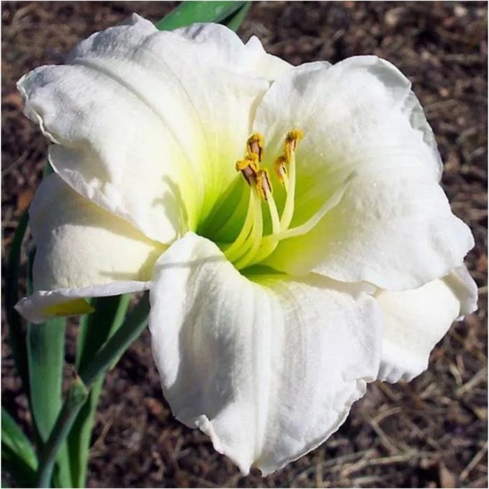 Лилейник гибридный Джентл Шеферд, горшок С2, 1 шт, Лето 2024 Лилейник гибридный Джентл Шеферд, горшок С2, 1 шт, Лето 2024