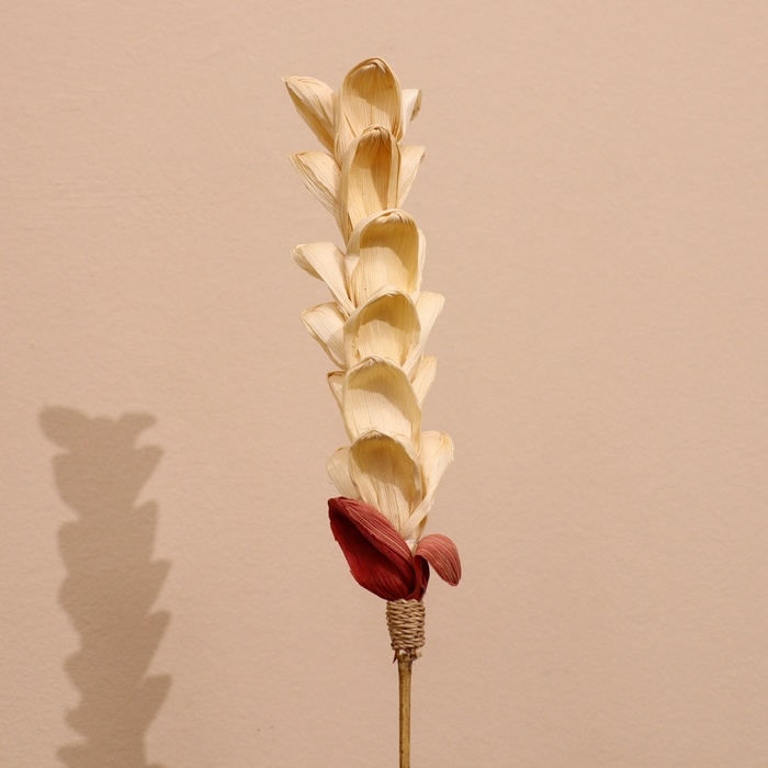 Сухоцвет на бамбуковом стебле 150 см белый